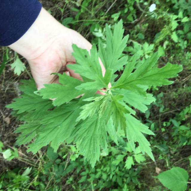 采艾草_京润珍珠宝贝护肤圈