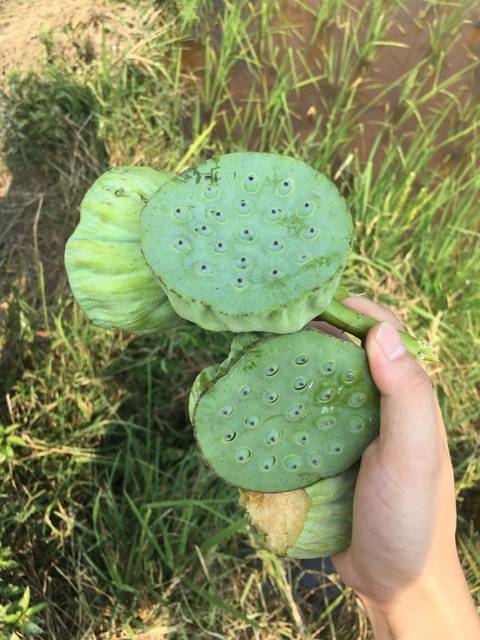 肯豆健死后出街气场拉满