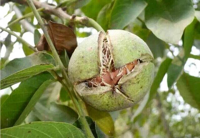 宝宝的脑黄金,_核桃油,100%纯核桃油 给宝宝做