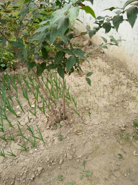 我家的大蒜苗_刚种了半月的大蒜苗,你信吗