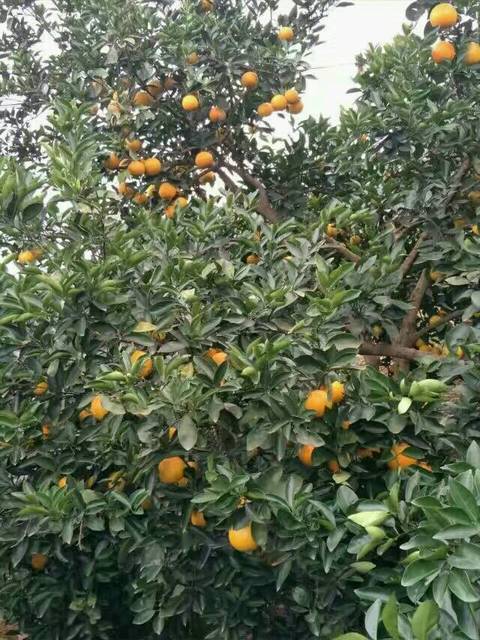 赣南脐橙_赣南脐橙是出了名的,保证不泡药,不