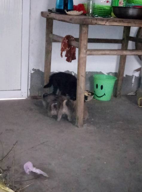 大年初二,我和一窝狗在家_新婚第一年,七个月