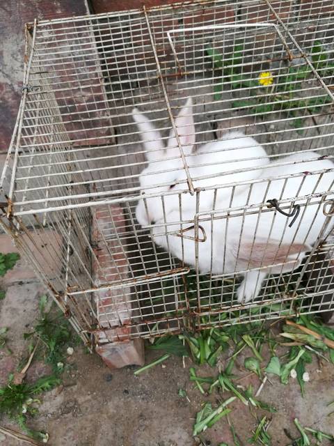 能吃是福兔_雄兔脚扑朔，雌兔眼迷离;双兔傍地走，安能辨我是雌_宝宝树