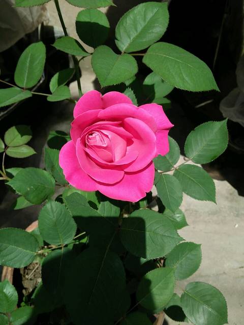 自制花肥_小区一个老太太种了很多花,玫瑰也是