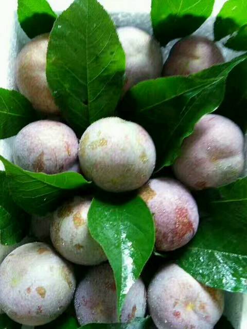 酸酸甜甜的三华李,很适合孕妈吃哈_酸酸甜甜的