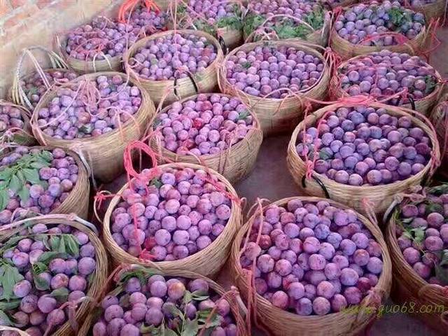 有没有想吃钱排三华李的,孕妇吃都很好哦,