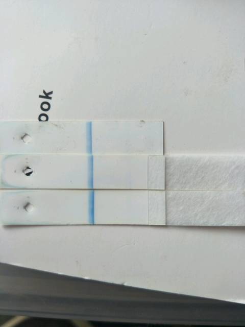 关于可丽蓝十字验孕棒的那点事_上个月姨妈前