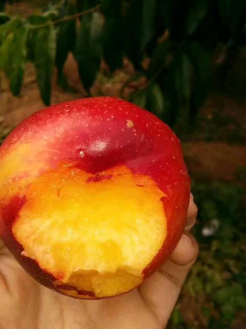 欢迎来打扰_自家种植的桃子品种多多,现在销售