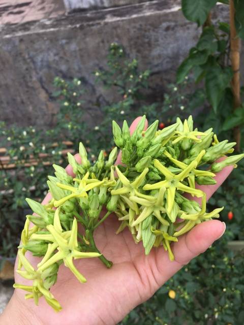 9月7日晚餐伙食_炒火腿,冬瓜焖腐竹,九里香肉