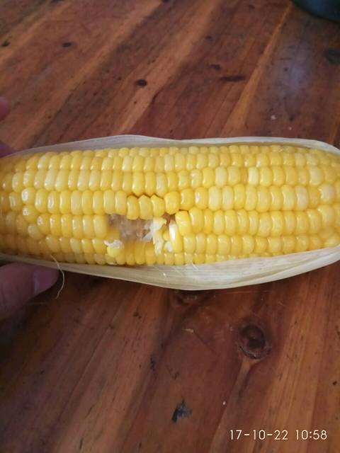 止便秘_时不时买个玉米,火龙果来吃,防止孕晚