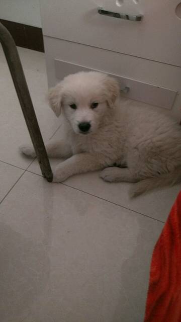 有想养狗的吗_太累了不想养了50天的,是金毛和