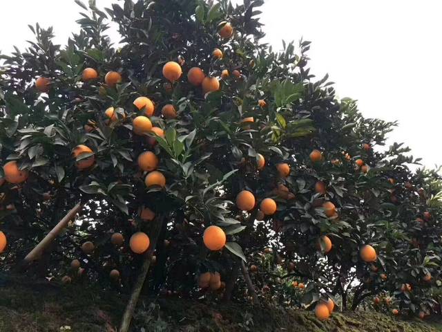 冬天喜欢吃橙子的宝妈们看过来,正宗赣南脐橙