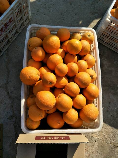 外面买的橙子多少钱一斤?