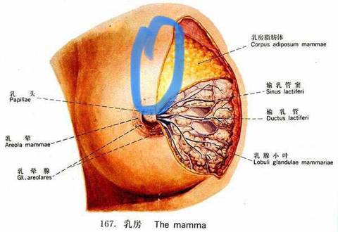 乳房有两个硬块,挤也挤不通,该怎么办,也有热敷,刚买了药回来,也不敢