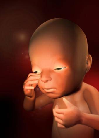 超详细的各阶段胎儿发育图 原来肚子里的宝宝