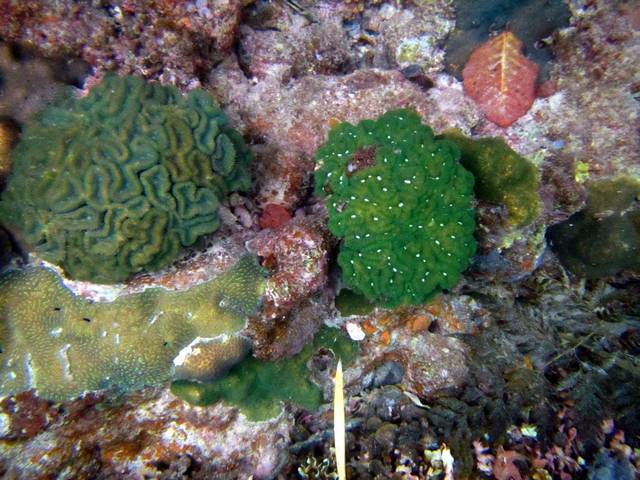 绿色脑纹石珊瑚