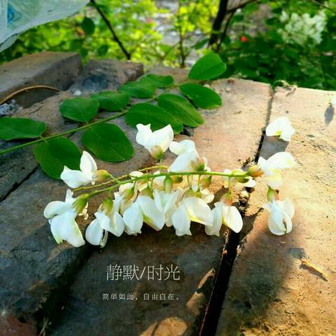 journal_insert_pic_741045501