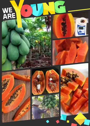 journal_insert_pic_772362509