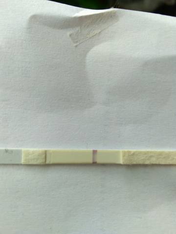 journal_insert_pic_791350771