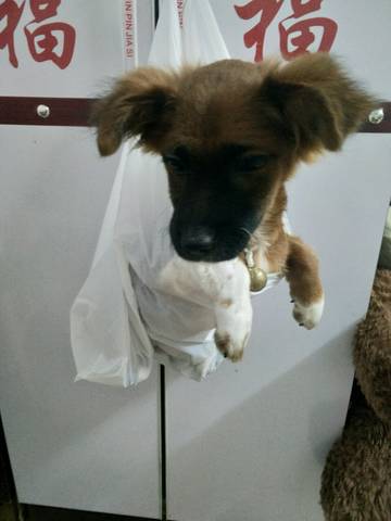 journal_insert_pic_794643960