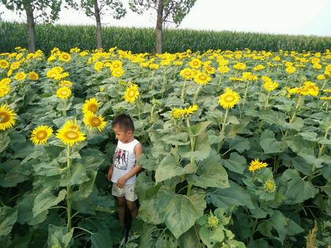 journal_insert_pic_807699615