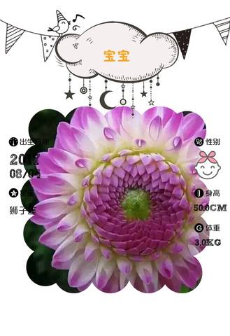 journal_insert_pic_807243376