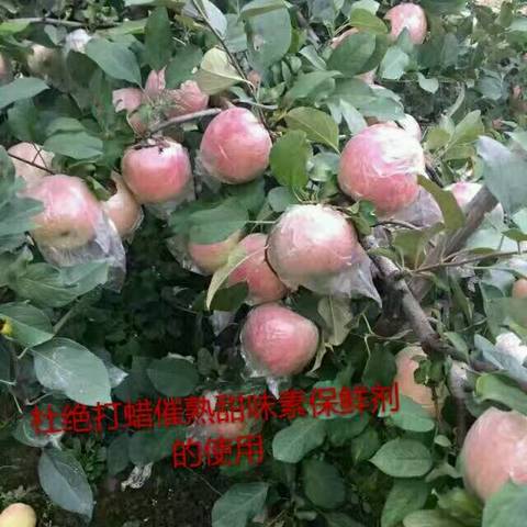 journal_insert_pic_868613523