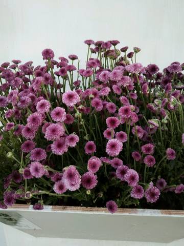 journal_insert_pic_875240982