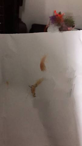 journal_insert_pic_967104850