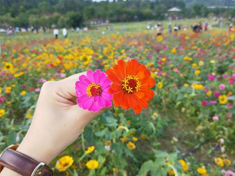 journal_insert_pic_1126317295