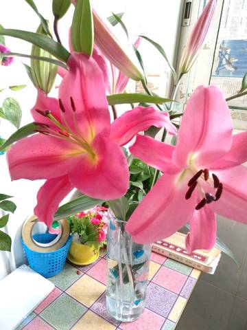 journal_insert_pic_1166629678