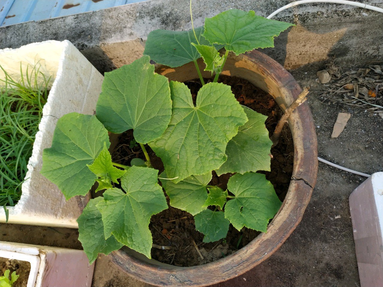 继续播报，菜菜正在茁壮成长