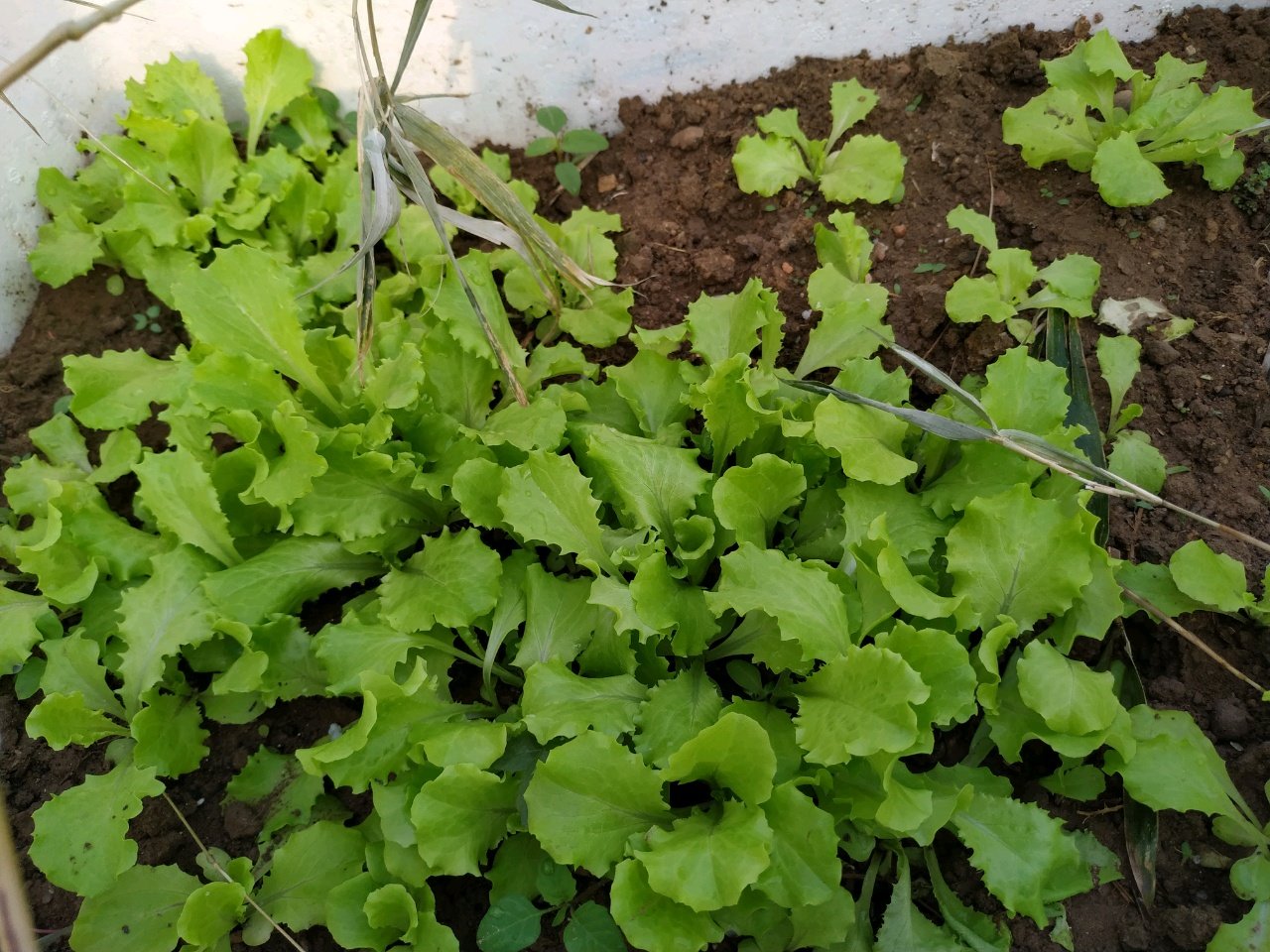 继续播报，菜菜正在茁壮成长