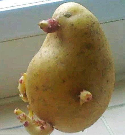 土豆是怎么想的😄😄😄