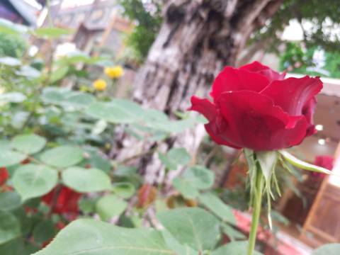 journal_insert_pic_1219270810