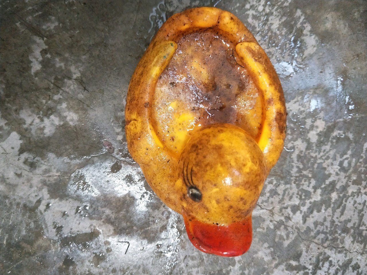 给鸭鸭洗澡啦