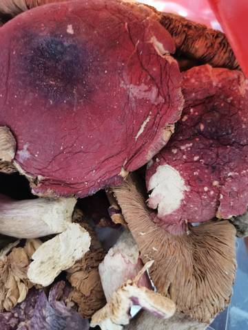 这是不是真红菇呀菌底好黄