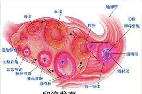 journal_insert_pic_1091583586