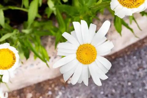 journal_insert_pic_4361407370