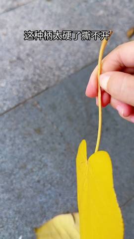 journal_insert_pic_4414756735