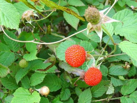 就是小了点. 10.李子,有青皮李,麦黄李,算盘李,还有鸡血李.